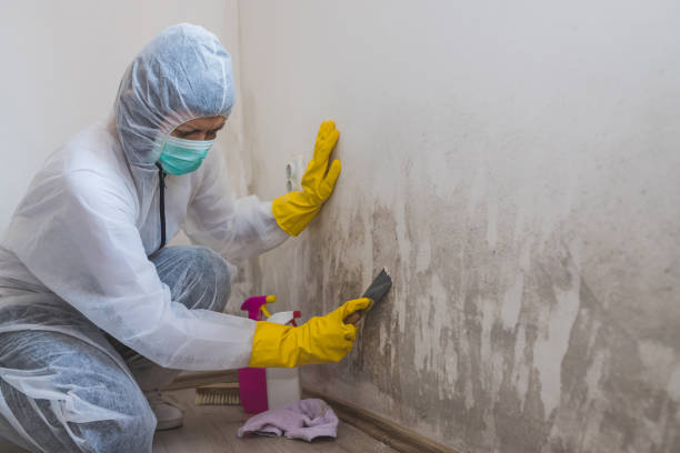 Best Airborne Mold Testing  in Brookville, PA
