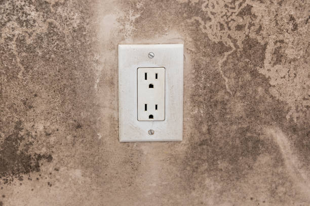 Reliable Brookville, PA Mold Removal Solutions
