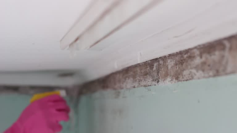 Best Asbestos and Lead Testing During Mold Inspection  in Brookville, PA